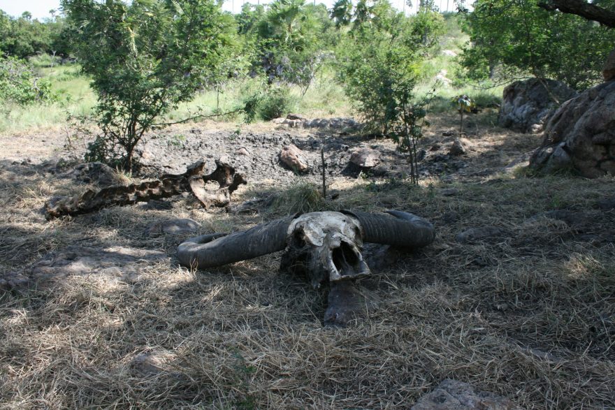 Z oběti většinou zůstane jen lebka, Rinca, Indonésie