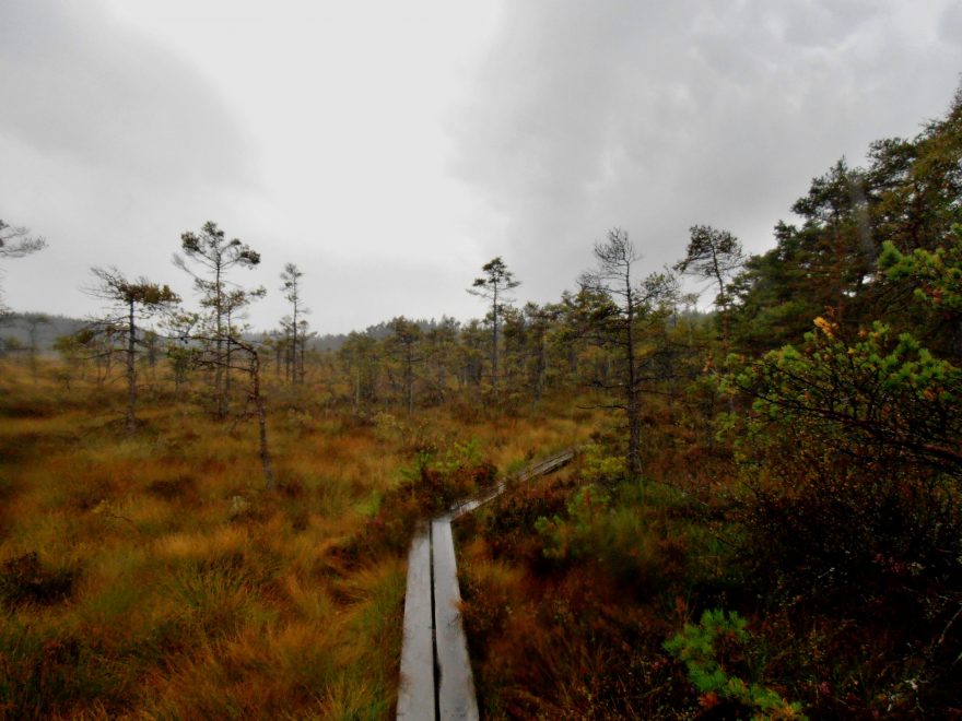 V podmáčené krajině se návštěvníci mohou pohybovat po dřevěných chodníčcích. Store Mosse Nationalpark, Švédsko