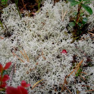 Jedinečná švédská flóra, Store Mosse Nationalpark, Švédsko