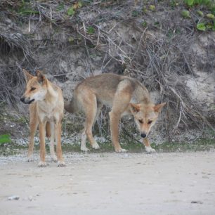 Pes Dingo, ostrov Fraser, Austrálie