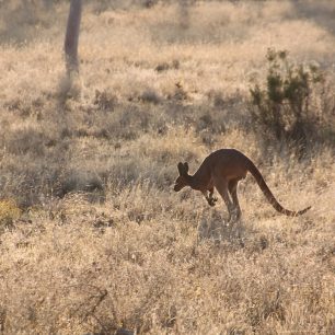 Život v Austrálii je plný... klokanů :) Austrálie