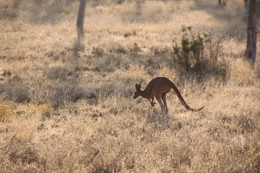 Život v Austrálii je plný... klokanů :) Austrálie