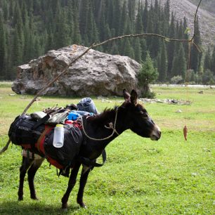 Oslík a mrkev, Kyrgyzstán