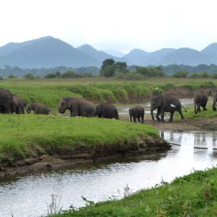 Národní park Minneriya, Srí Lanka