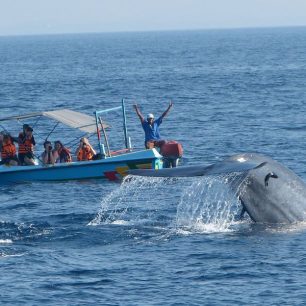 Velryby na Srí Lance