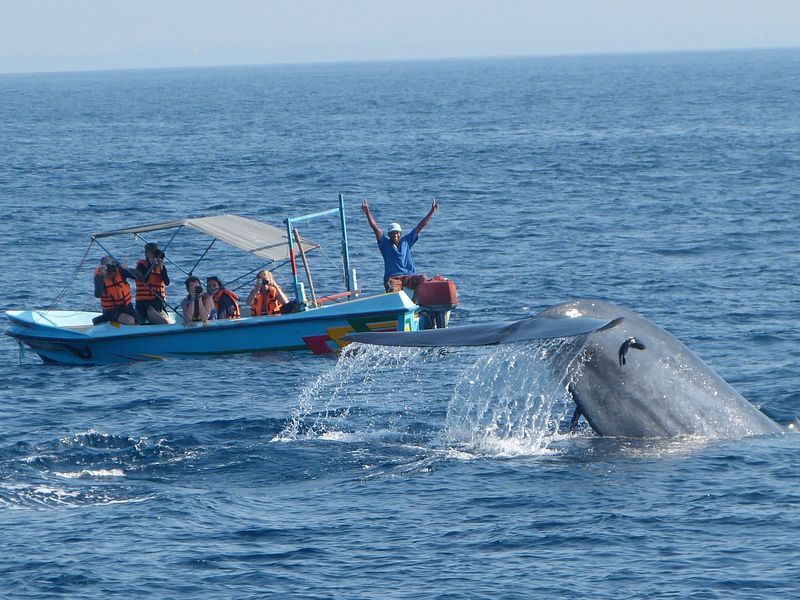 Velryby na Srí Lance