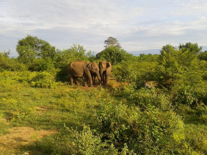 Sloní rodinka v Uda Walawe, Srí Lanka