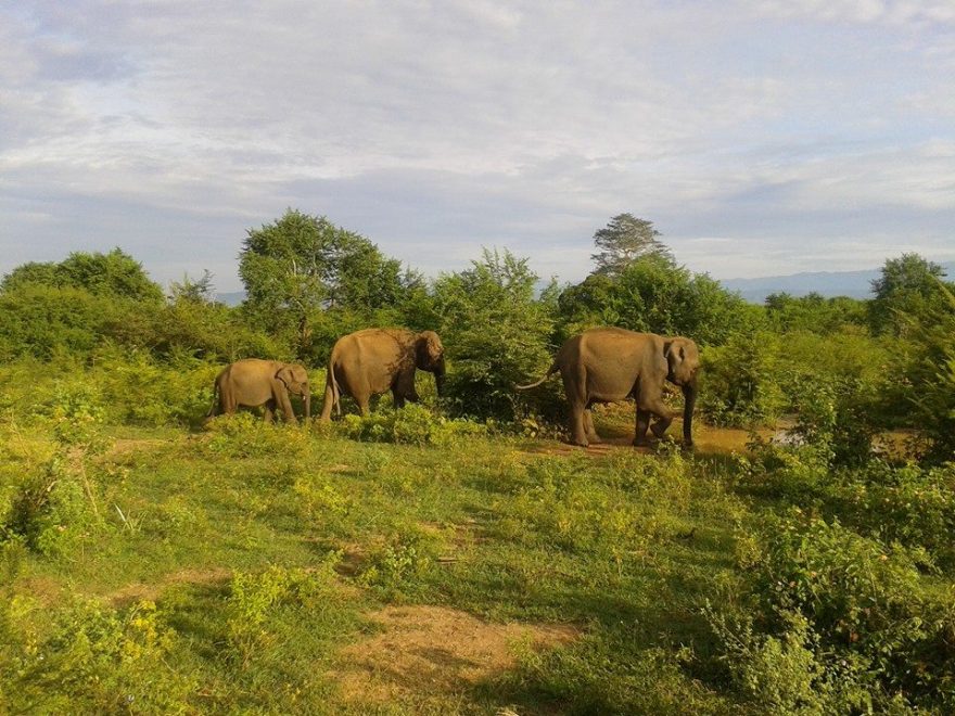 Narazit na slony je štěstí, Haluru Eco Park, Srí Lanka