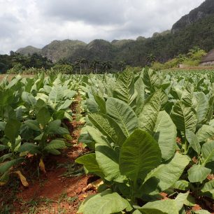 Viňáles - tabáková plantáž