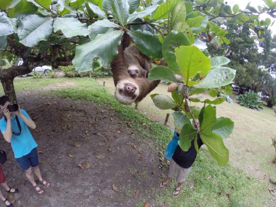 Lenochod na stromě, Kostarika