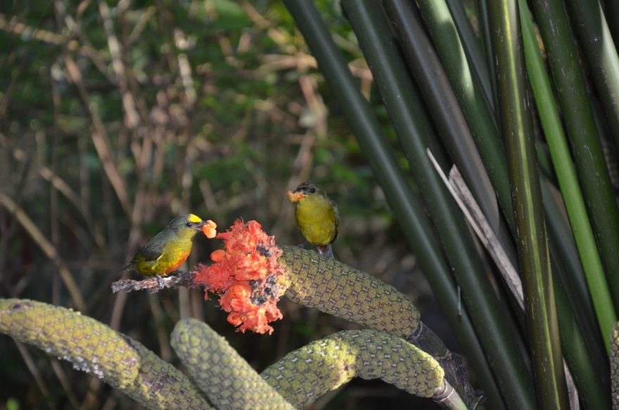 Exotické květiny, Kostarika