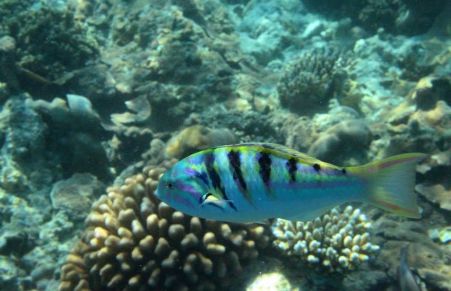 Korálové rybky, Maledivy
