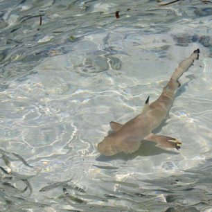 Žralok černocípý, Maledivy