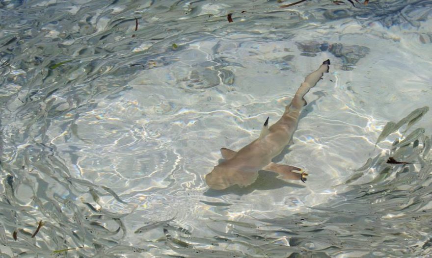 Žralok černocípý, Maledivy