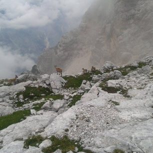 Rodinka kamzíků cestou na Triglav, Slovinsko