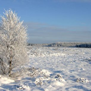 Hautes Fagnes v zimě, Belgie, zdroj: wikimedia Commons