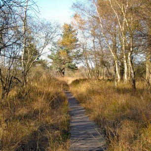 Krajina Hautes Fagnes, Belgie, zdroj: wikimedia Commons