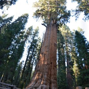 Mamut mezi stromy - největší strom na světě General Sherman Tree v národním parku Sequoia, Kalifornie, USA.