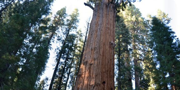 Národní parky Sequoia National Forest a Yosemite