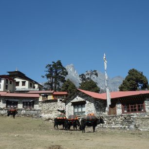 Jaci jsou pro místní cenný majetek, Langtang, Nepál