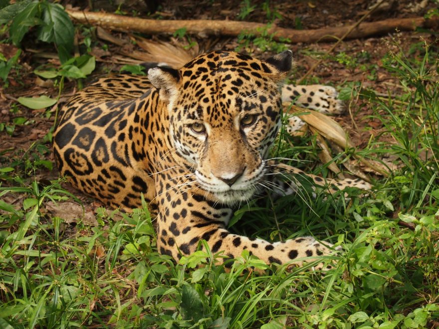 Belize Zoo, Belize, Střední Amerika