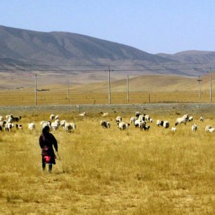 Nomádi na zimních pastvinách u jezera Kukunor, Tibet