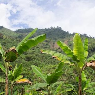 Tradiční spojení banánovníků a kávovníků, Kolumbie