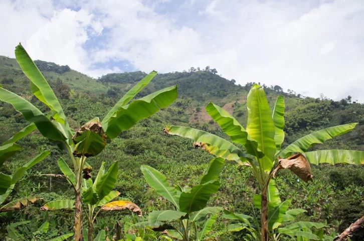 Tradiční spojení banánovníků a kávovníků, Kolumbie