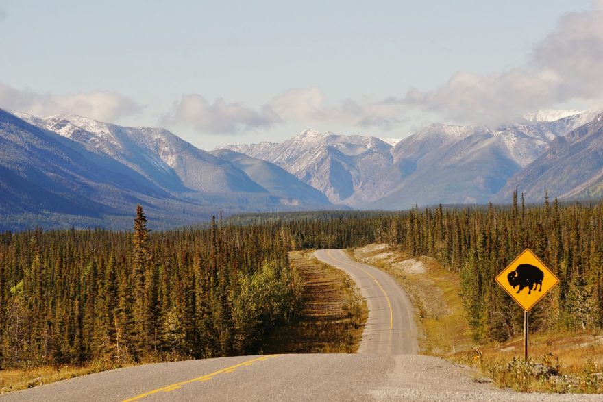 Cestou po Alaska Highway si dejte pozor na bizony a medvědy
