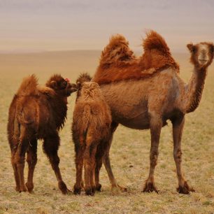 Velbloudi v mongolské části pouště Gobi se volně pasou na nedozírných pláních