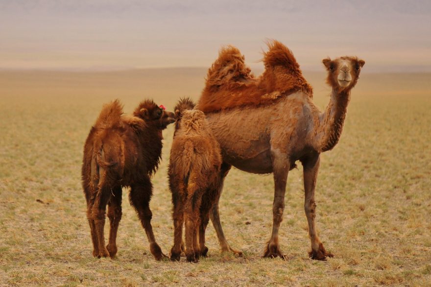 Velbloudi v mongolské části pouště Gobi se volně pasou na nedozírných pláních