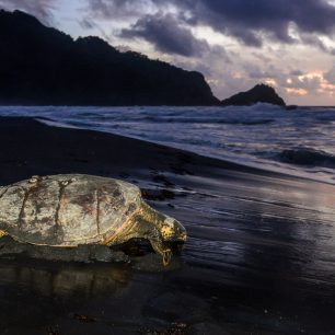 Výlet za želvami, Karibik
