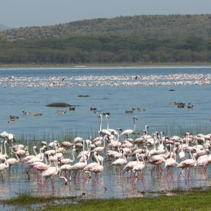 Jezero Naivasha, Keňa