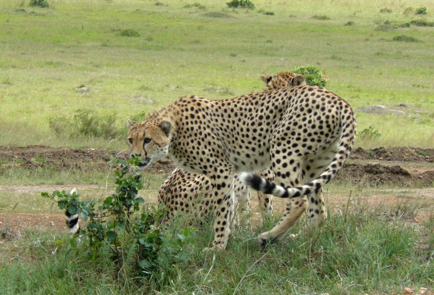 Gepardi na lovu, Keňa