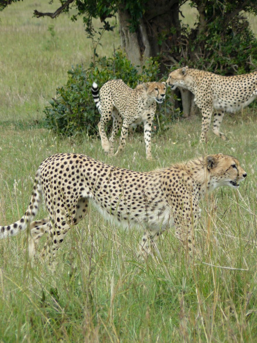 Gepardi na lovu, Keňa