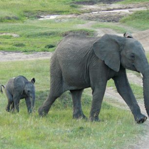 Sloni s mláďaty, Keňa