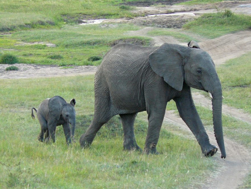 Sloni s mláďaty, Keňa