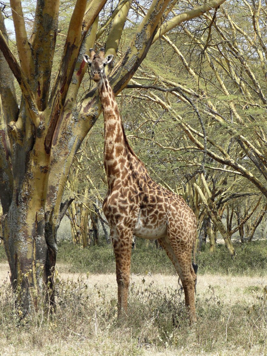 Žirafa v Hells gate, Keňa