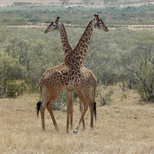 Žirafy v Hells gate, Keňa