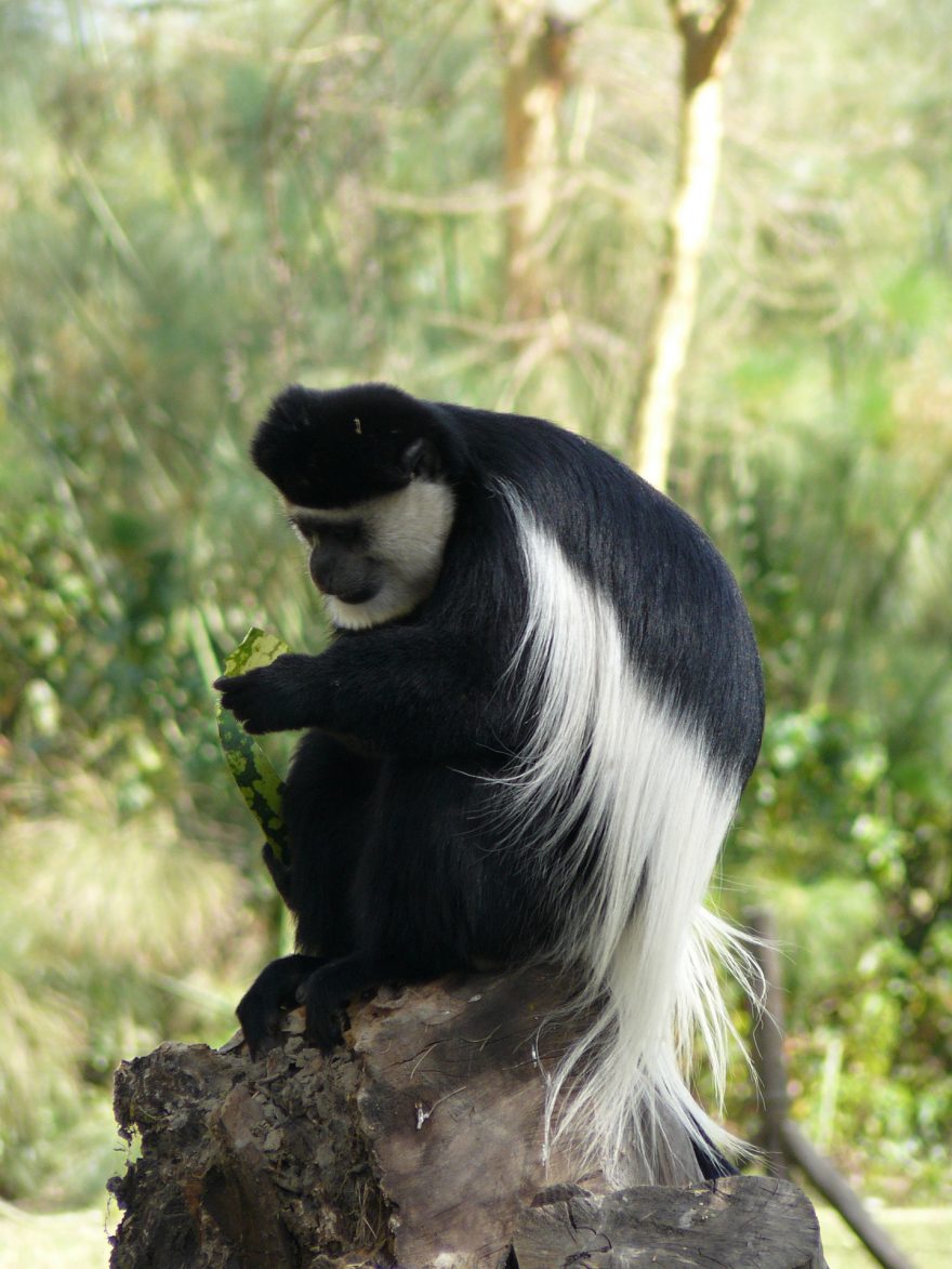 Guereza v Hells gate, Keňa