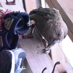 Kea, horský papoušek, rád krade (nejen) boty a tahá tkaničky.  Nový Zéland