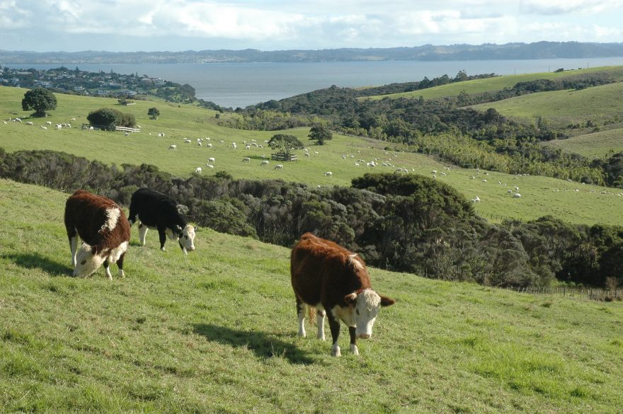 Společnice na cestách. Nový Zéland