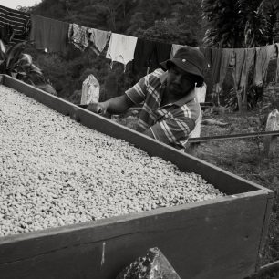 Každé ráno farmář Nicolas vytahuje šuplíky s kávou ze sušičky, aby je kvečeru opět zavřel. Kolumbie
