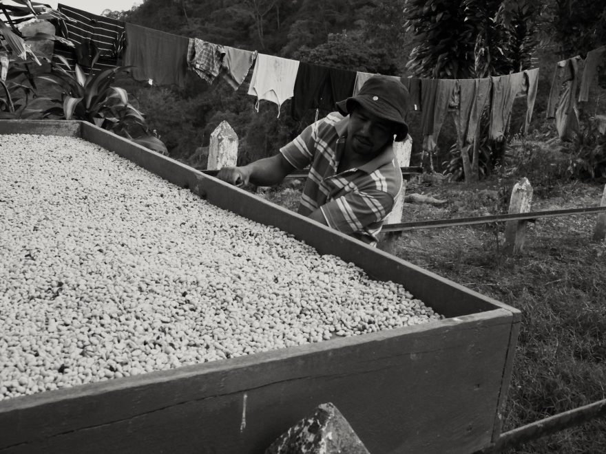 Každé ráno farmář Nicolas vytahuje šuplíky s kávou ze sušičky, aby je kvečeru opět zavřel. Kolumbie