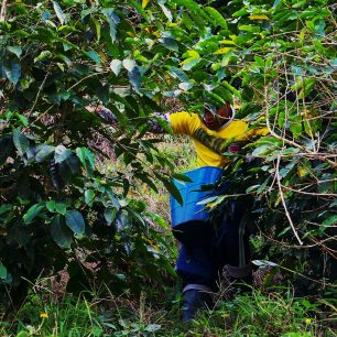 Místní farmáři sbírají zrnka kávy zásadně po ránu. Kolumbie