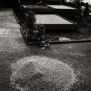 V Ochali nikdo nesuší kafe na zemi, ale zásadně v sušičkách na dřevěných podlahách. Kolumbie