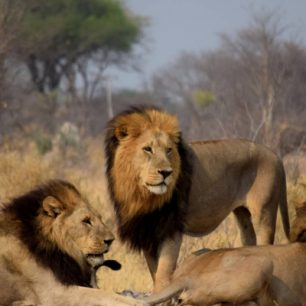 Lvi na safari, Botswana