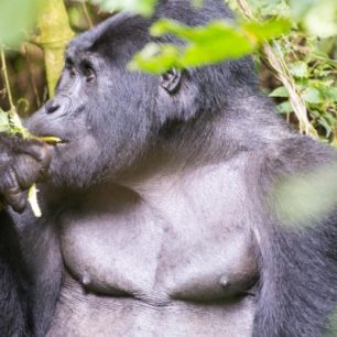 Horské gorily patří mezi ohrožené druhy, Uganda