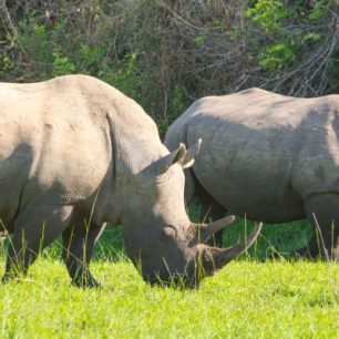Nosorožec patří do tzv. Big 5, Keňa