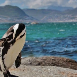 V Jihoafrické republice můžete potkat i tučňáky, JAR